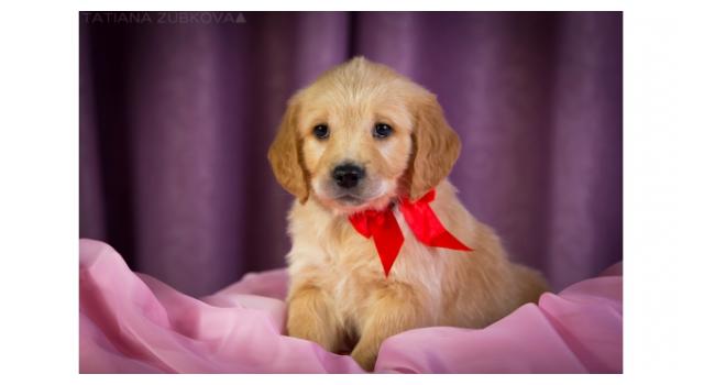 Щенки золотистого ретривера в питомнике Goldberry Щенки золотистого ретривера в питомнике Goldberry