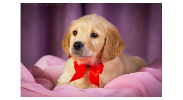 Щенки золотистого ретривера в питомнике Goldberry Щенки золотистого ретривера в питомнике Goldberry