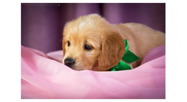 Щенки золотистого ретривера в питомнике Goldberry Щенки золотистого ретривера в питомнике Goldberry