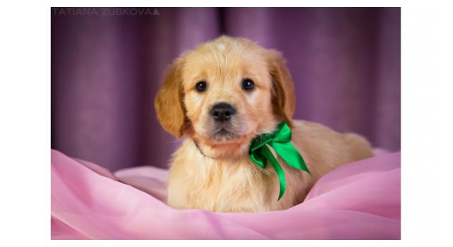 Щенки золотистого ретривера в питомнике Goldberry Щенки золотистого ретривера в питомнике Goldberry