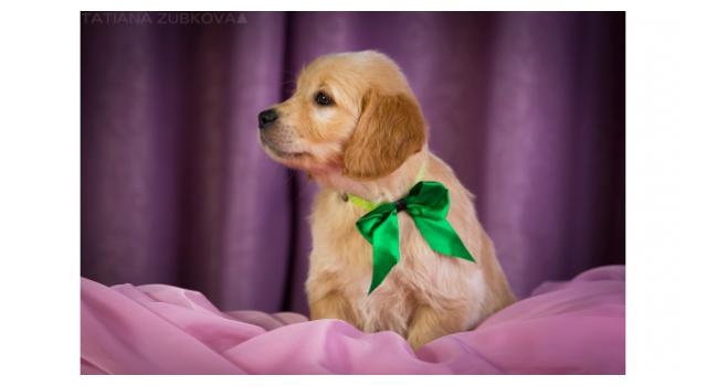 Щенки золотистого ретривера в питомнике Goldberry Щенки золотистого ретривера в питомнике Goldberry