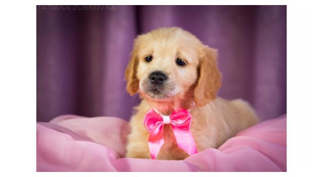 Щенки золотистого ретривера в питомнике Goldberry Щенки золотистого ретривера в питомнике Goldberry