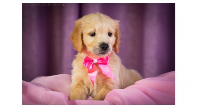 Щенки золотистого ретривера в питомнике Goldberry Щенки золотистого ретривера в питомнике Goldberry