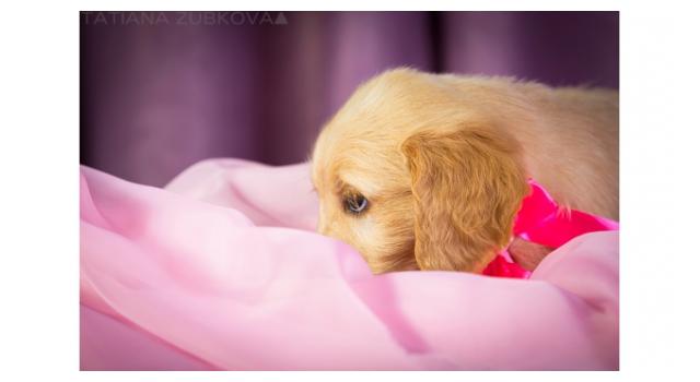 Щенки золотистого ретривера в питомнике Goldberry Щенки золотистого ретривера в питомнике Goldberry