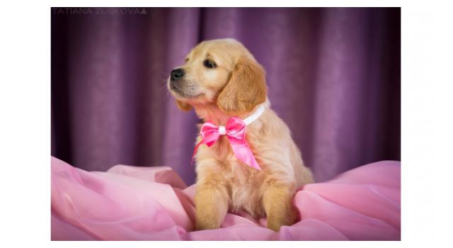 Щенки золотистого ретривера в питомнике Goldberry Щенки золотистого ретривера в питомнике Goldberry