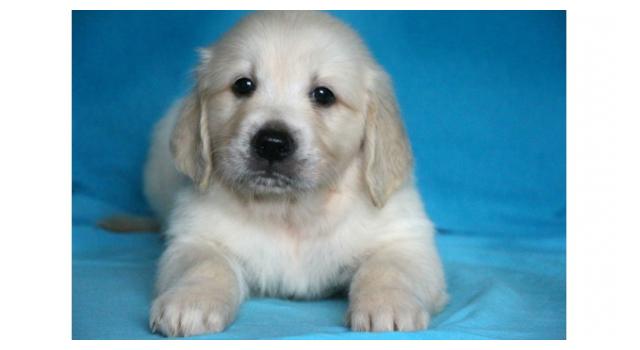 Щенки золотистого ретривера в питомнике Goldberry Щенки золотистого ретривера в питомнике Goldberry