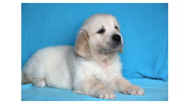 Щенки золотистого ретривера в питомнике Goldberry Щенки золотистого ретривера в питомнике Goldberry