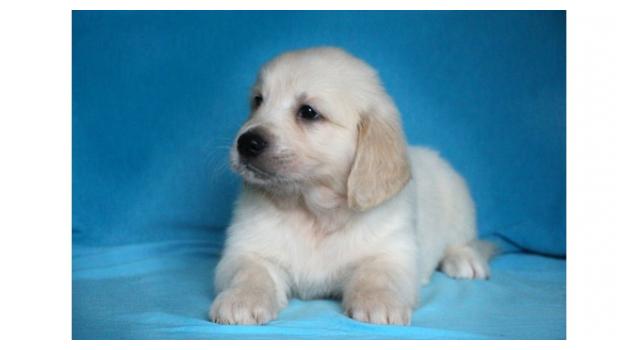 Щенки золотистого ретривера в питомнике Goldberry Щенки золотистого ретривера в питомнике Goldberry