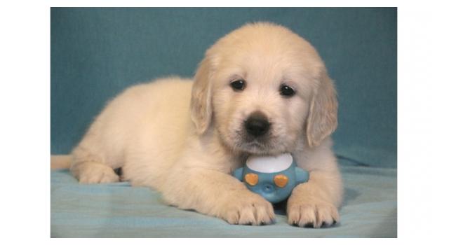 Щенки золотистого ретривера в питомнике Goldberry Щенки золотистого ретривера в питомнике Goldberry