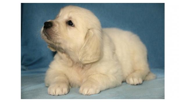 Щенки золотистого ретривера в питомнике Goldberry Щенки золотистого ретривера в питомнике Goldberry