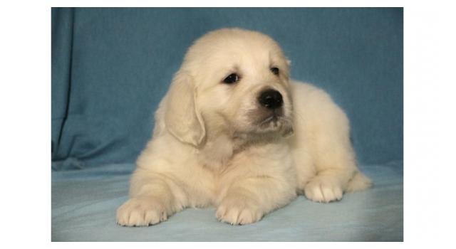 Щенки золотистого ретривера в питомнике Goldberry Щенки золотистого ретривера в питомнике Goldberry