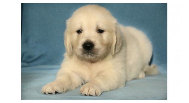 Щенки золотистого ретривера в питомнике Goldberry Щенки золотистого ретривера в питомнике Goldberry