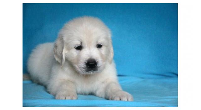 Щенки золотистого ретривера в питомнике Goldberry Щенки золотистого ретривера в питомнике Goldberry