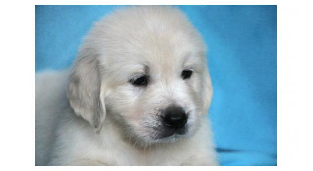 Щенки золотистого ретривера в питомнике Goldberry Щенки золотистого ретривера в питомнике Goldberry