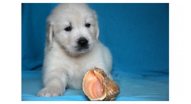 Щенки золотистого ретривера в питомнике Goldberry Щенки золотистого ретривера в питомнике Goldberry