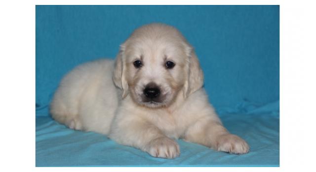 Щенки золотистого ретривера в питомнике Goldberry Щенки золотистого ретривера в питомнике Goldberry