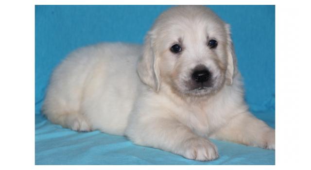 Щенки золотистого ретривера в питомнике Goldberry Щенки золотистого ретривера в питомнике Goldberry