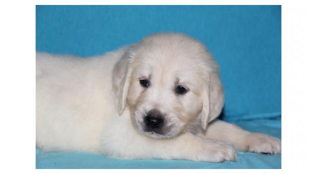 Щенки золотистого ретривера в питомнике Goldberry Щенки золотистого ретривера в питомнике Goldberry