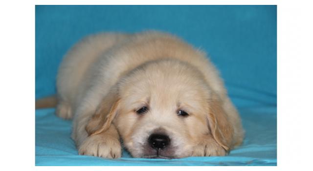 Щенки золотистого ретривера в питомнике Goldberry Щенки золотистого ретривера в питомнике Goldberry