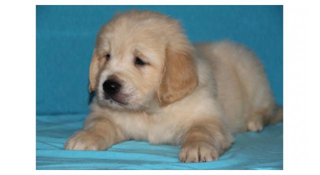 Щенки золотистого ретривера в питомнике Goldberry Щенки золотистого ретривера в питомнике Goldberry