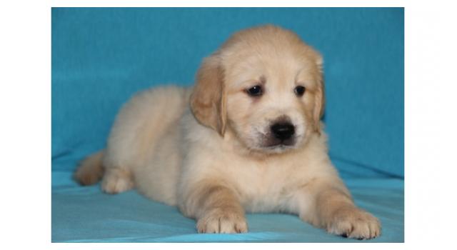 Щенки золотистого ретривера в питомнике Goldberry Щенки золотистого ретривера в питомнике Goldberry