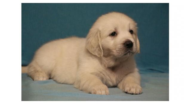 Щенки золотистого ретривера в питомнике Goldberry Щенки золотистого ретривера в питомнике Goldberry