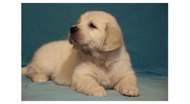 Щенки золотистого ретривера в питомнике Goldberry Щенки золотистого ретривера в питомнике Goldberry