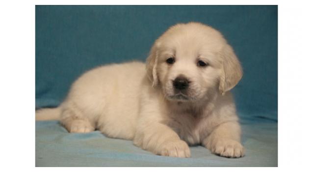 Щенки золотистого ретривера в питомнике Goldberry Щенки золотистого ретривера в питомнике Goldberry