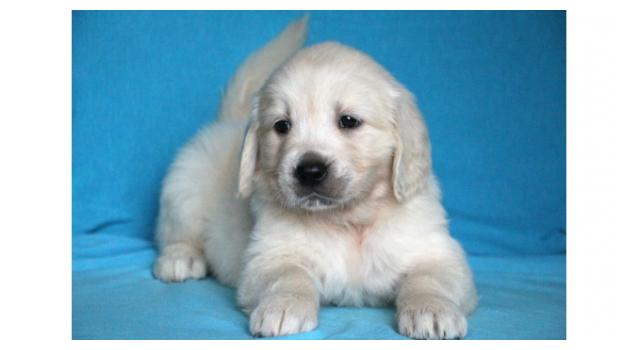 Щенки золотистого ретривера в питомнике Goldberry Щенки золотистого ретривера в питомнике Goldberry