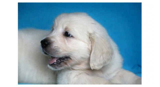 Щенки золотистого ретривера в питомнике Goldberry Щенки золотистого ретривера в питомнике Goldberry