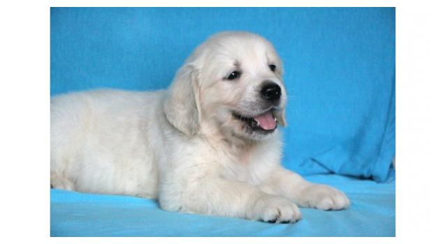 Щенки золотистого ретривера в питомнике Goldberry Щенки золотистого ретривера в питомнике Goldberry