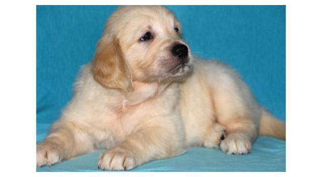 Щенки золотистого ретривера в питомнике Goldberry Щенки золотистого ретривера в питомнике Goldberry