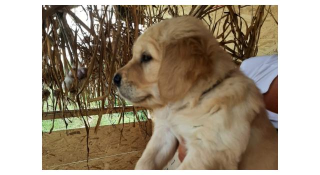 Щенки золотистого ретривера в питомнике Goldberry Щенки золотистого ретривера в питомнике Goldberry