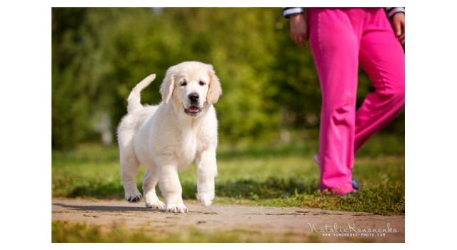 Щенки золотистого ретривера в питомнике Goldberry Щенки золотистого ретривера в питомнике Goldberry