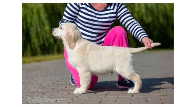 Щенки золотистого ретривера в питомнике Goldberry Щенки золотистого ретривера в питомнике Goldberry