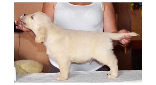 Щенки золотистого ретривера в питомнике Goldberry Щенки золотистого ретривера в питомнике Goldberry