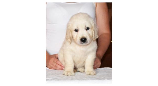 Щенки золотистого ретривера в питомнике Goldberry Щенки золотистого ретривера в питомнике Goldberry