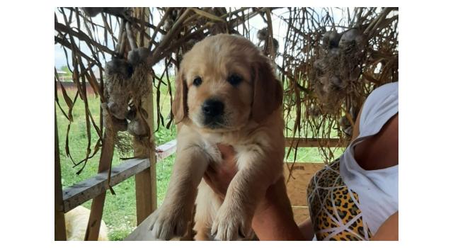 Щенки золотистого ретривера в питомнике Goldberry Щенки золотистого ретривера в питомнике Goldberry