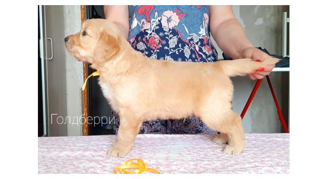 Щенки золотистого ретривера в питомнике Goldberry Щенки золотистого ретривера в питомнике Goldberry