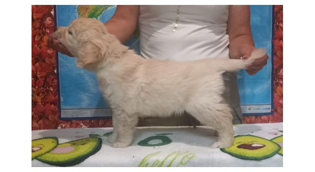 Щенки золотистого ретривера в питомнике Goldberry Щенки золотистого ретривера в питомнике Goldberry