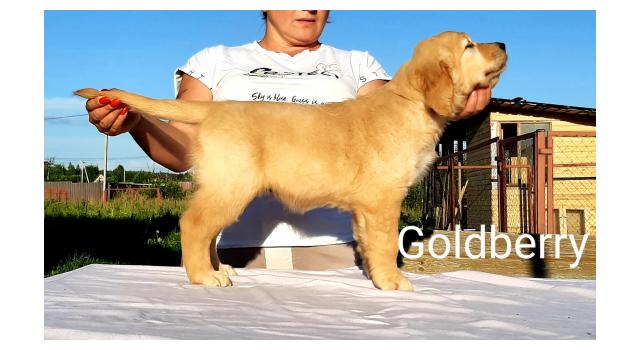 Щенки золотистого ретривера в питомнике Goldberry Щенки золотистого ретривера в питомнике Goldberry