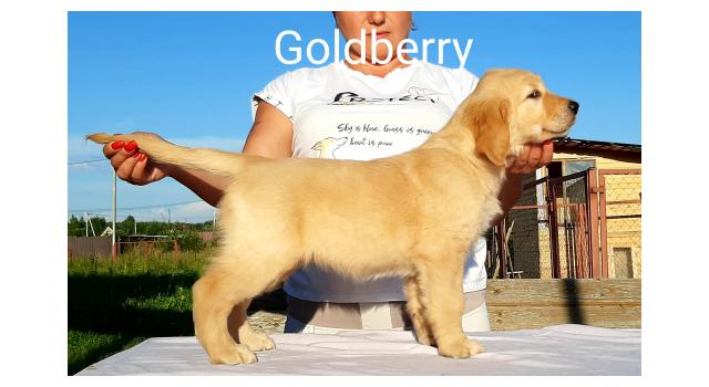 Щенки золотистого ретривера в питомнике Goldberry Щенки золотистого ретривера в питомнике Goldberry