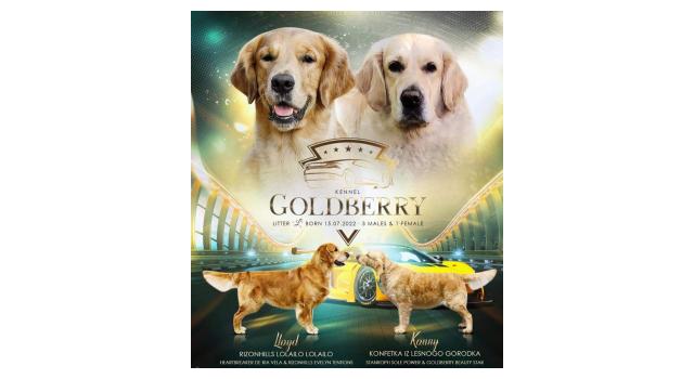 Щенки в питомнике Goldberry Щенки в питомнике Goldberry