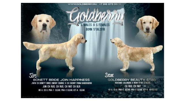 Щенки в питомнике Goldberry Щенки в питомнике Goldberry