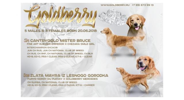 Щенки в питомнике Goldberry Щенки в питомнике Goldberry