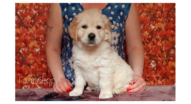 Щенки золотистого ретривера в питомнике Goldberry Щенки золотистого ретривера в питомнике Goldberry