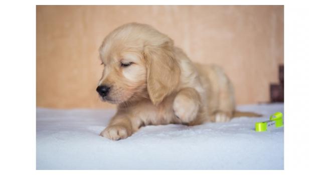 Щенки золотистого ретривера в питомнике Goldberry Щенки золотистого ретривера в питомнике Goldberry