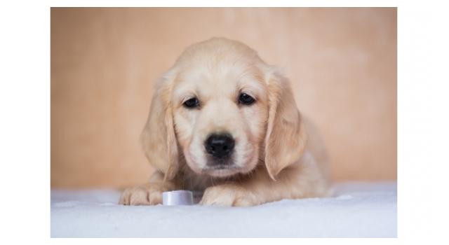 Щенки золотистого ретривера в питомнике Goldberry Щенки золотистого ретривера в питомнике Goldberry