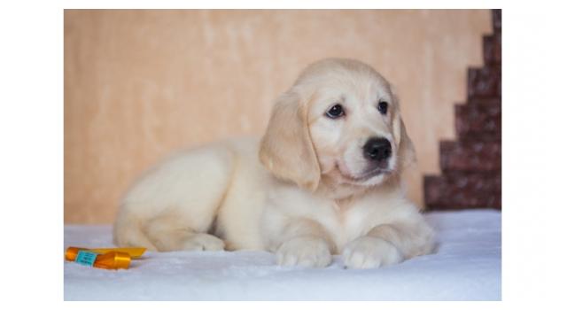 Щенки золотистого ретривера в питомнике Goldberry Щенки золотистого ретривера в питомнике Goldberry