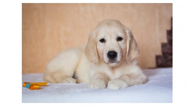 Щенки золотистого ретривера в питомнике Goldberry Щенки золотистого ретривера в питомнике Goldberry